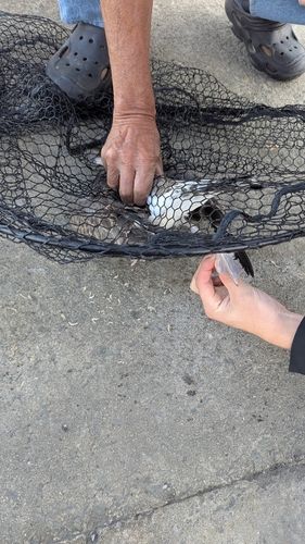 釣果