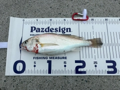 イシモチの釣果