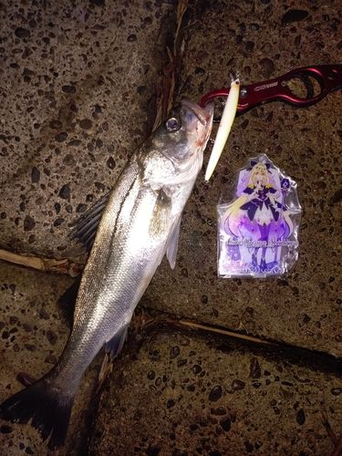 セイゴ（マルスズキ）の釣果