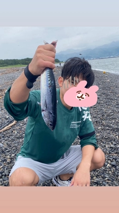 カツオの釣果