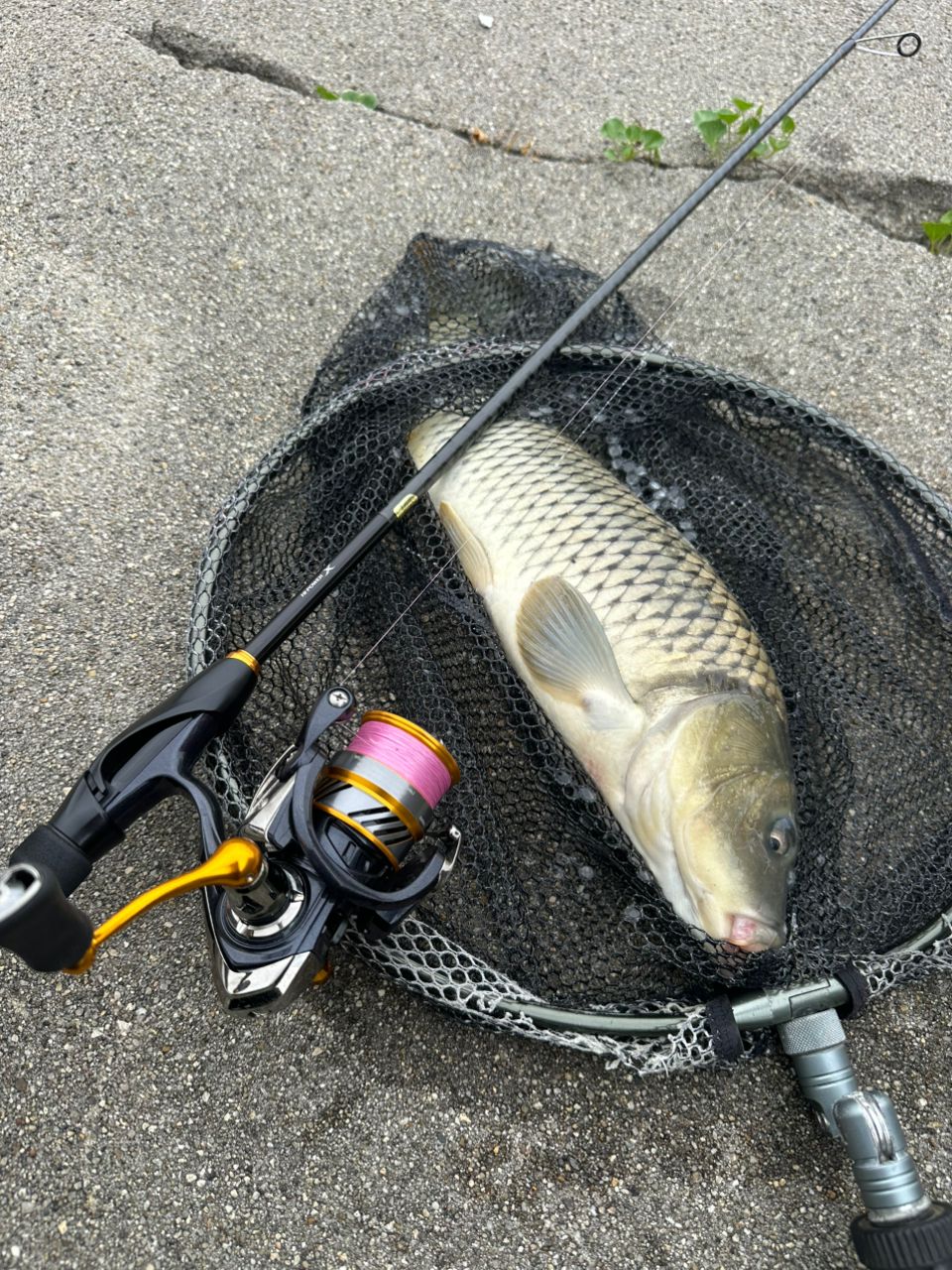 SHIMANO ソアレ BB 2023年モデルの最安値・インプレ・釣果 | 本音の
