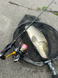 コイの釣果