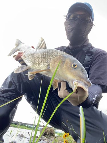 ニゴイの釣果