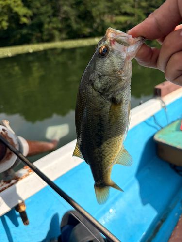 ブラックバスの釣果