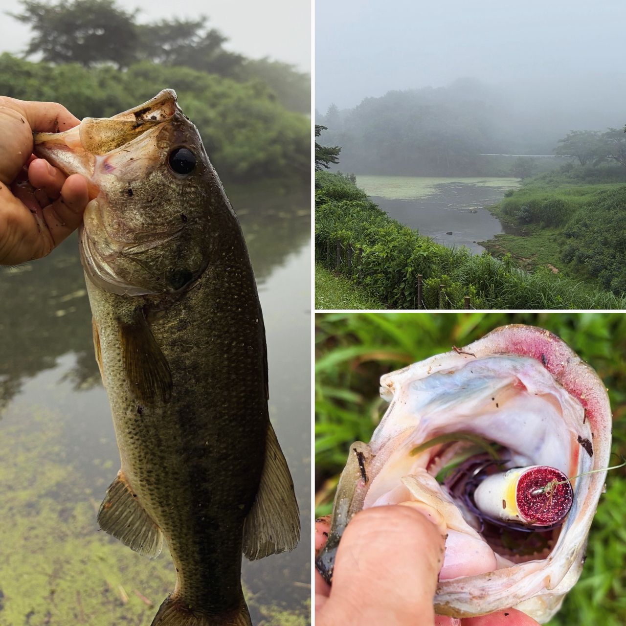 ブラックバスの釣果写真