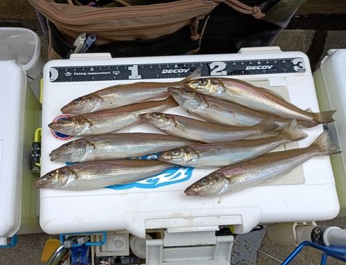 シロギスの釣果