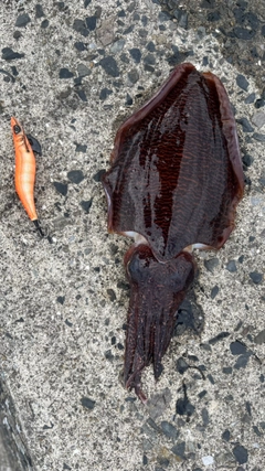 コウイカの釣果