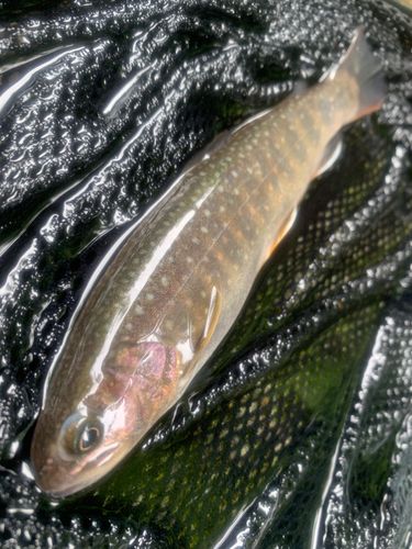 ニッコウイワナの釣果