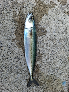 サバの釣果