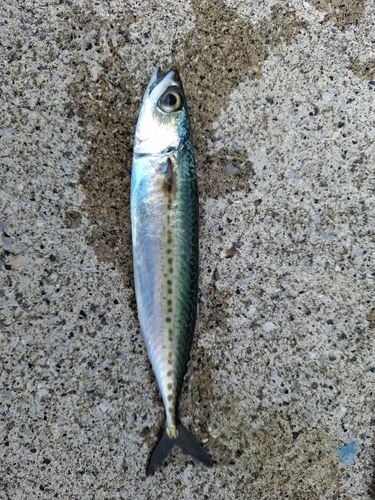 サバの釣果