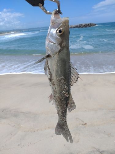 セイゴ（ヒラスズキ）の釣果