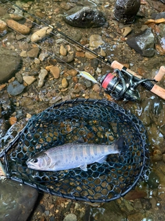 ヤマメの釣果