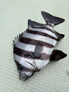 イシダイの釣果