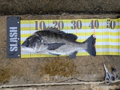 チヌの釣果