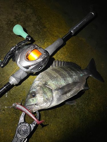 チヌの釣果