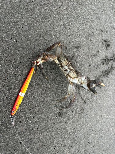 ワタリガニの釣果