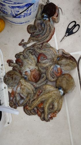 タコの釣果