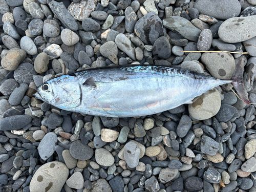ソウダガツオの釣果