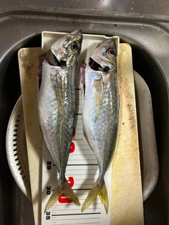 アジの釣果
