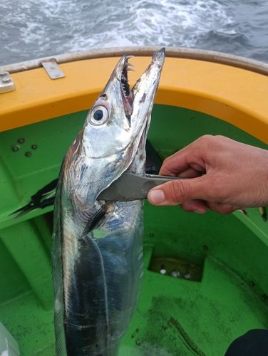 タチウオの釣果