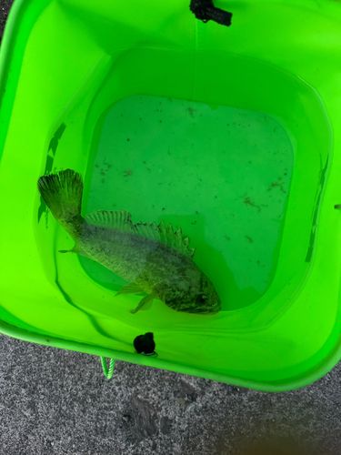 クロソイの釣果