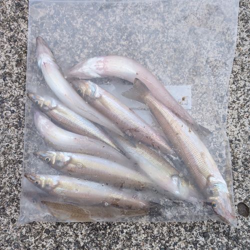 シロギスの釣果