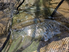 エゾイワナの釣果