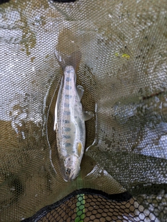 ヤマメの釣果