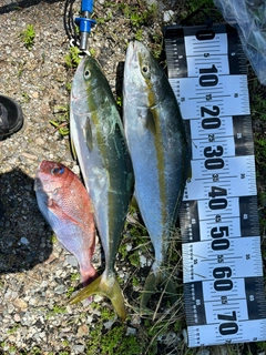 ヒラマサの釣果