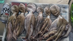 タコの釣果