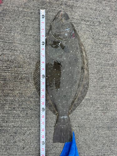 ヒラメの釣果