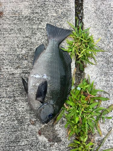 メジナの釣果