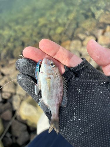 チャリコの釣果