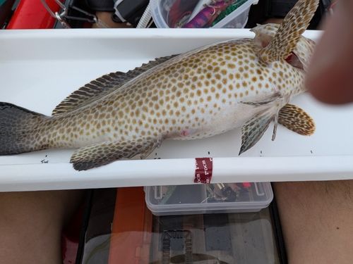 オオモンハタの釣果