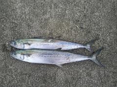 サゴシの釣果