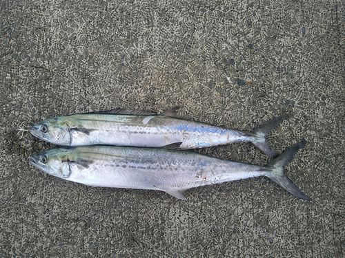 サゴシの釣果