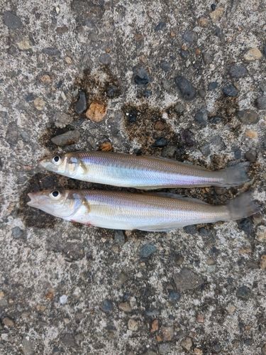シロギスの釣果