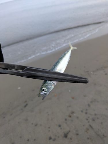 キスの釣果