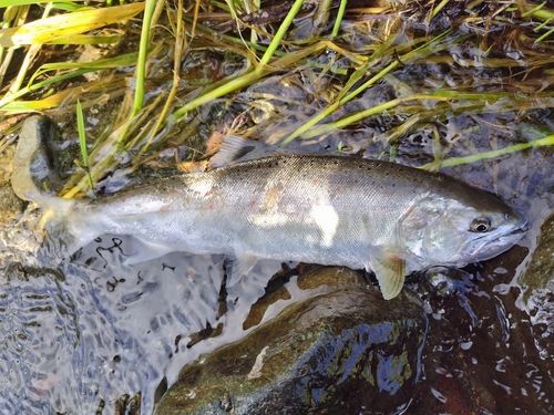 アマゴの釣果