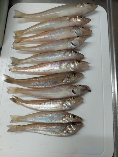 キスの釣果