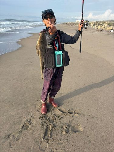 マゴチの釣果