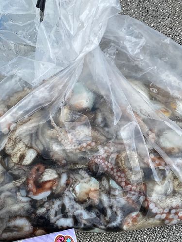 タコの釣果