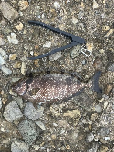 アイゴの釣果
