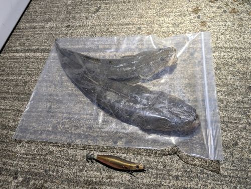 マゴチの釣果