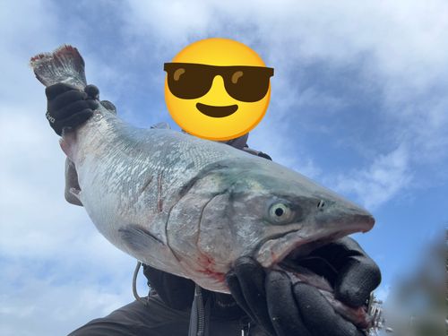 ギンザケの釣果