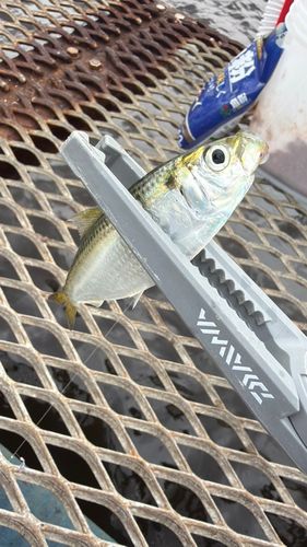サッパの釣果