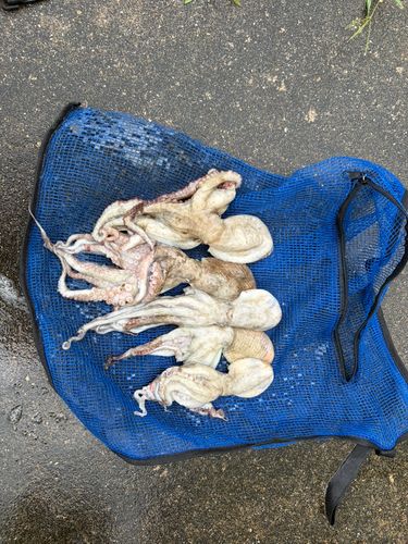 タコの釣果