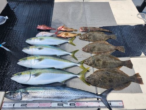 ハマチの釣果