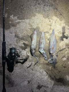 ケンサキイカの釣果