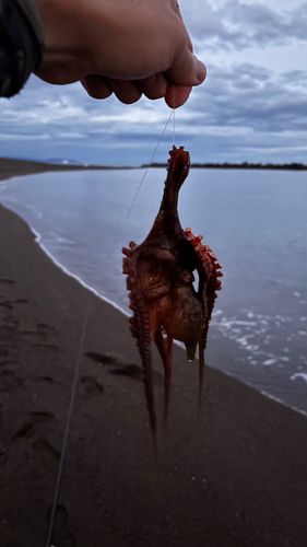 タコの釣果